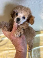 AKC Cafe Au Late’, a female Poodle - Toy  for sale in Saint Hedwig, TX – 3 of 5