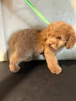 Red , a female Poodle - Toy  for sale in Saint Hedwig, TX – 4 of 6