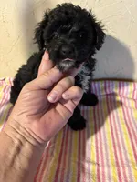 Bunny, a female Yorkipoo for sale in Saint Hedwig, TX – 3 of 3