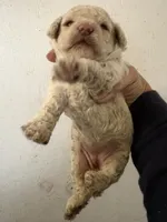 Off white , a female Poodle - Toy  for sale in Saint Hedwig, TX – 2 of 3