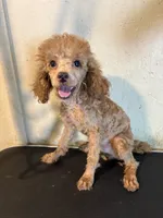Red , a female Poodle - Toy  for sale in Saint Hedwig, TX – 6 of 7