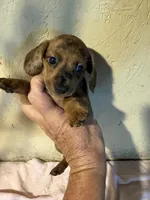 Red shorthair, a female Miniature Dachshund for sale in Saint Hedwig, TX – 2 of 5