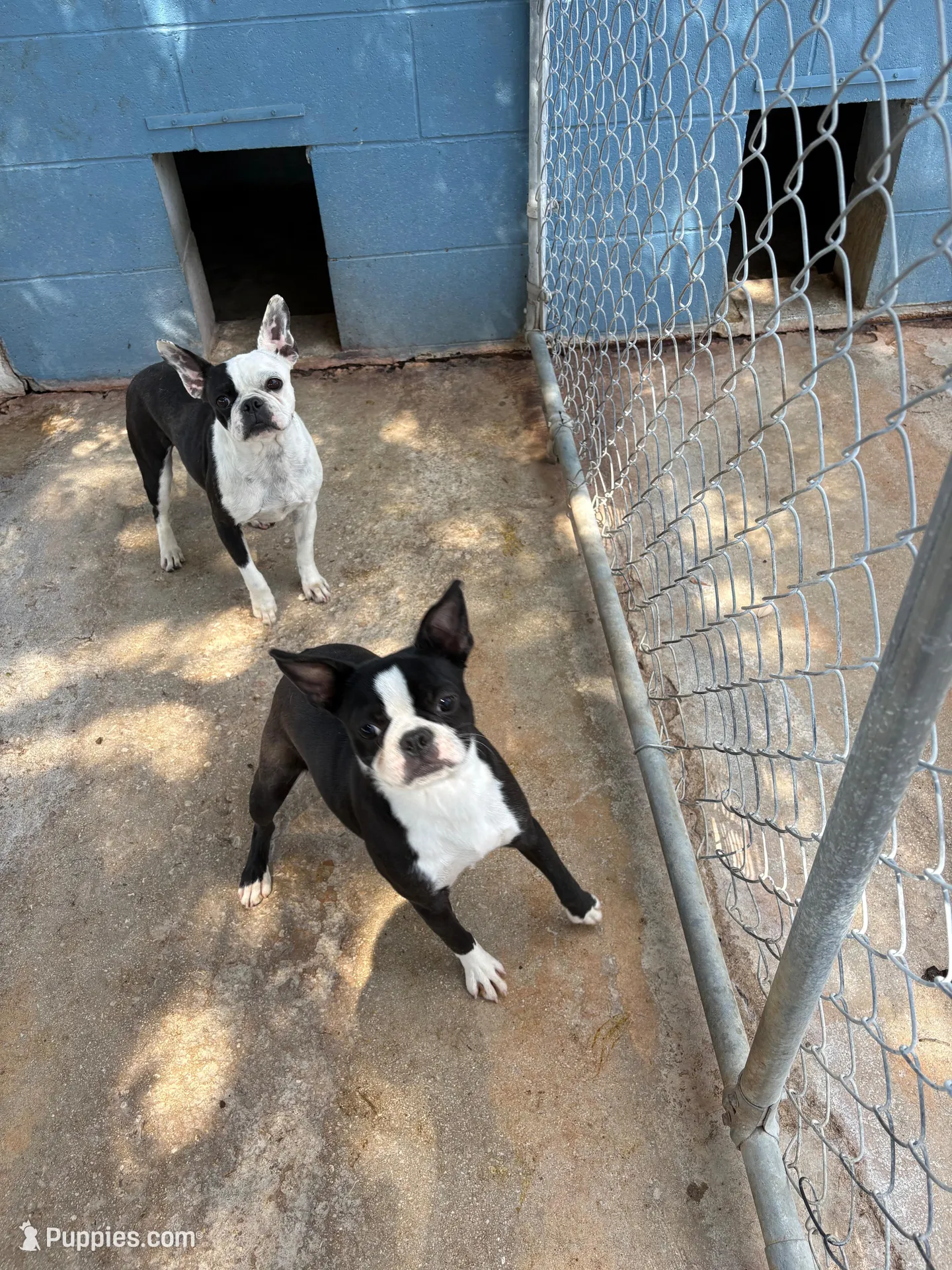 Girlie, a female Frenchton for sale in Saint Hedwig, TX – 5 of 6