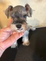 Salt and pepper, a male Miniature Schnauzer for sale in Saint Hedwig, TX – 3 of 5