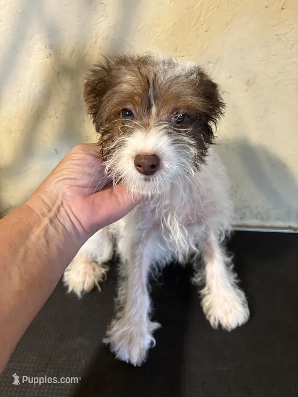 Sparkie  – Yorkipoo puppy for sale in Saint Hedwig, TX