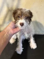 Sparkie , a male Yorkipoo for sale in Saint Hedwig, TX – 1 of 3