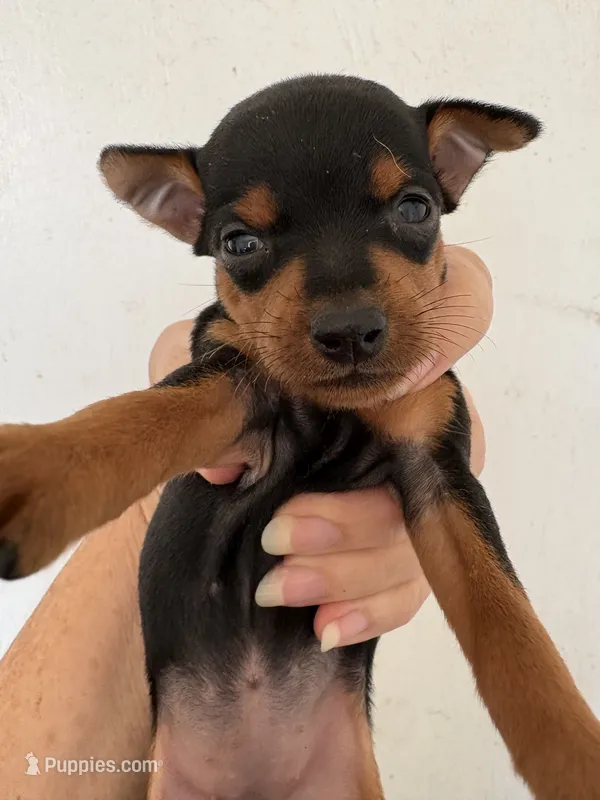 Tiny  – Miniature Pinscher puppy for sale in Saint Hedwig, TX
