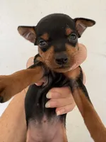 Tiny , a female Miniature Pinscher for sale in Saint Hedwig, TX – 1 of 4