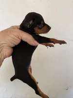 Tiny , a female Miniature Pinscher for sale in Saint Hedwig, TX – 3 of 4