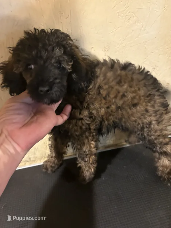 Sable Rover – Poodle - Toy  puppy for sale in Saint Hedwig, TX