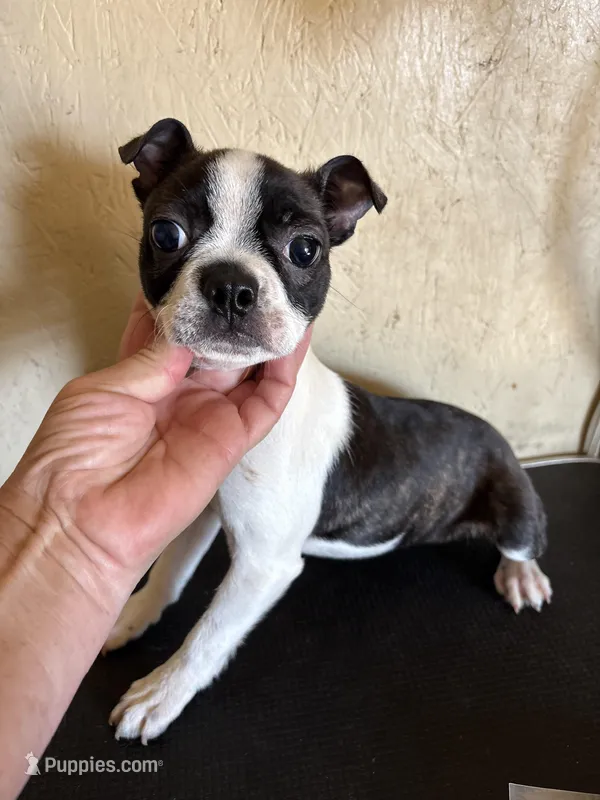 Beautiful AKC – Boston Terrier puppy for sale in Saint Hedwig, TX