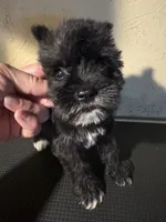 Lucy , a female Miniature Schnauzer for sale in Saint Hedwig, TX – 2 of 5
