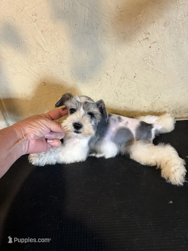 Party – Miniature Schnauzer puppy for sale in Saint Hedwig, TX