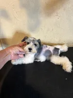 Party, a male Miniature Schnauzer for sale in Saint Hedwig, TX – 1 of 5