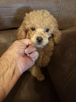 Apricot, a male Poodle - Toy  for sale in Saint Hedwig, TX – 2 of 3