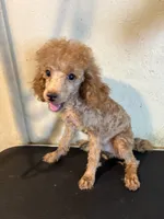 Red , a female Poodle - Toy  for sale in Saint Hedwig, TX – 5 of 7