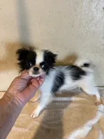 Tiny Chin diamond , a female Japanese Chin for sale in Saint Hedwig, TX – 7 of 7
