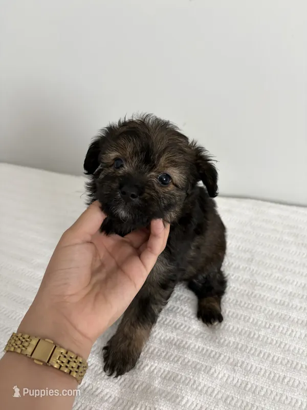 Sable – Poodle - Miniature , Miniature Aussiedoodle puppy for sale in Saint Hedwig, TX
