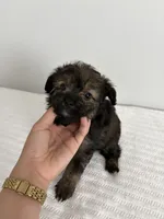Sable, a male Poodle - Miniature  and Miniature Aussiedoodle for sale in Saint Hedwig, TX – 1 of 1