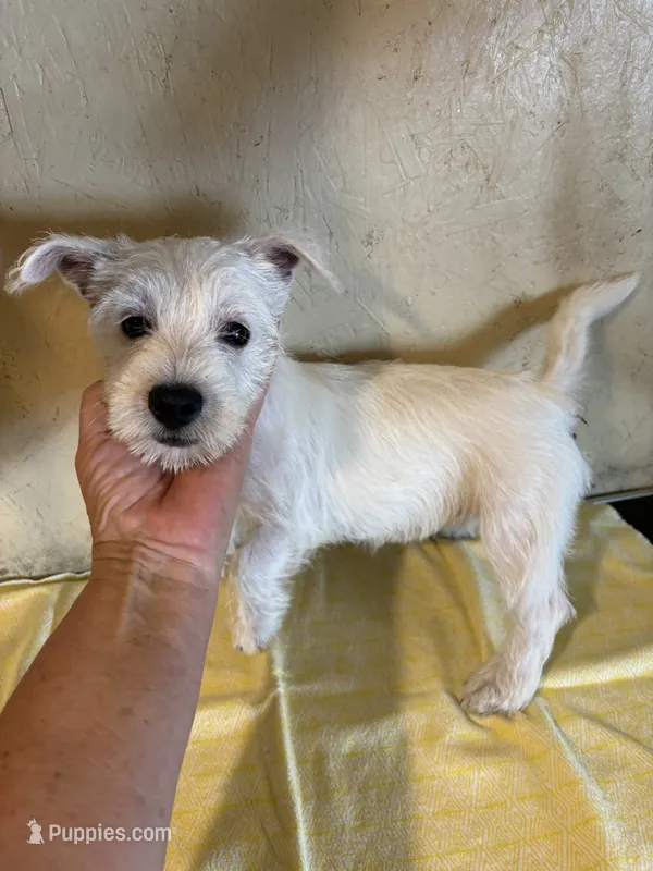 Bella  – West Highland White Terrier puppy for sale in Saint Hedwig, TX