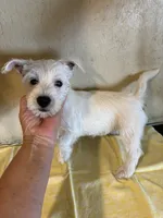 Bella , a female West Highland White Terrier for sale in Saint Hedwig, TX – 1 of 1
