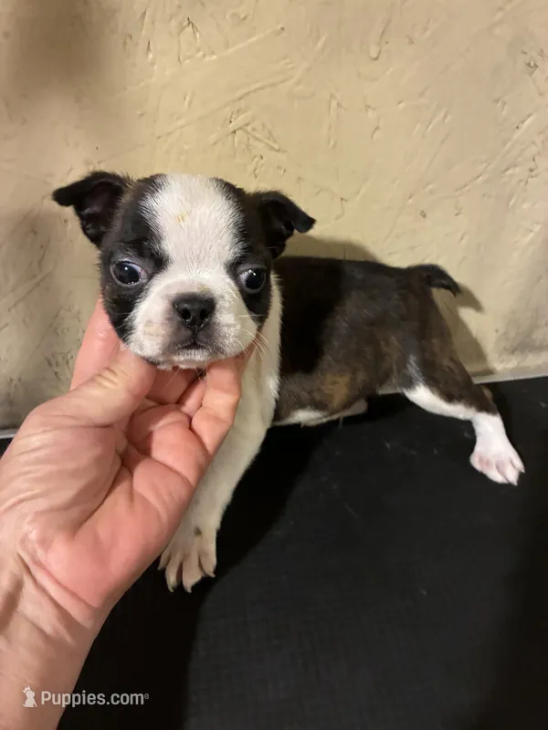 Tiny boy AKC