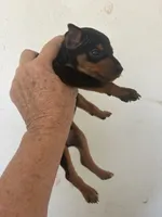 Duke, a male Miniature Pinscher for sale in Saint Hedwig, TX – 3 of 4