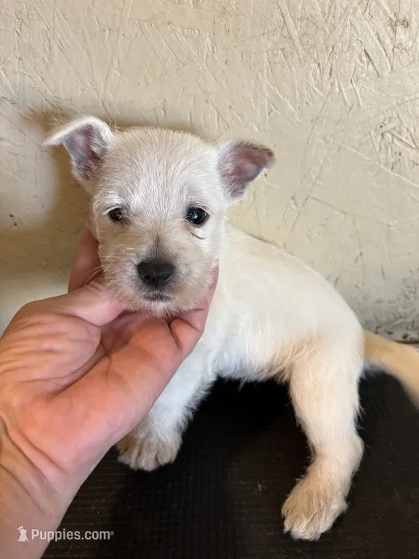 Winston – West Highland White Terrier puppy for sale in Saint Hedwig, TX