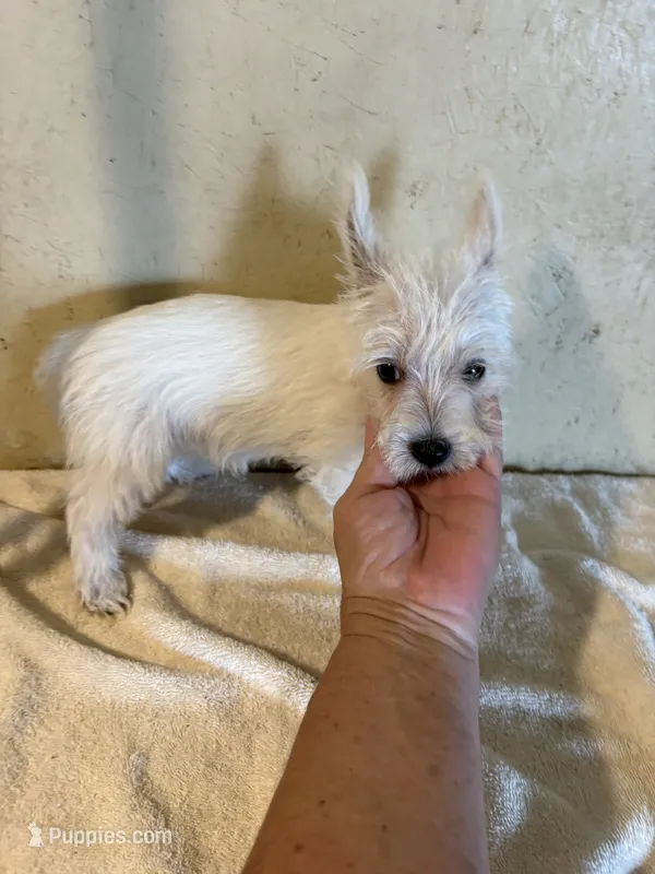Tia – West Highland White Terrier puppy for sale in Saint Hedwig, TX