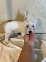 Tia, a female West Highland White Terrier for sale in Saint Hedwig, TX – 1 of 5