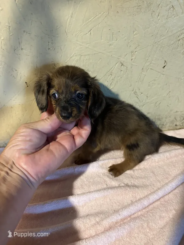 Longhair red  – Miniature Dachshund puppy for sale in Saint Hedwig, TX