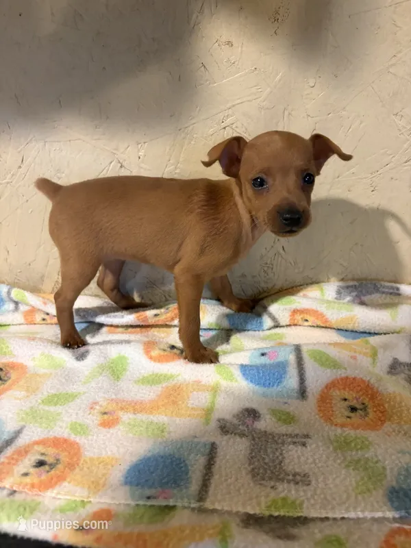 Rose – Miniature Pinscher puppy for sale in Saint Hedwig, TX