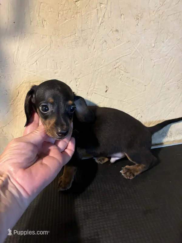 Black with brindle  – Miniature Dachshund puppy for sale in Saint Hedwig, TX