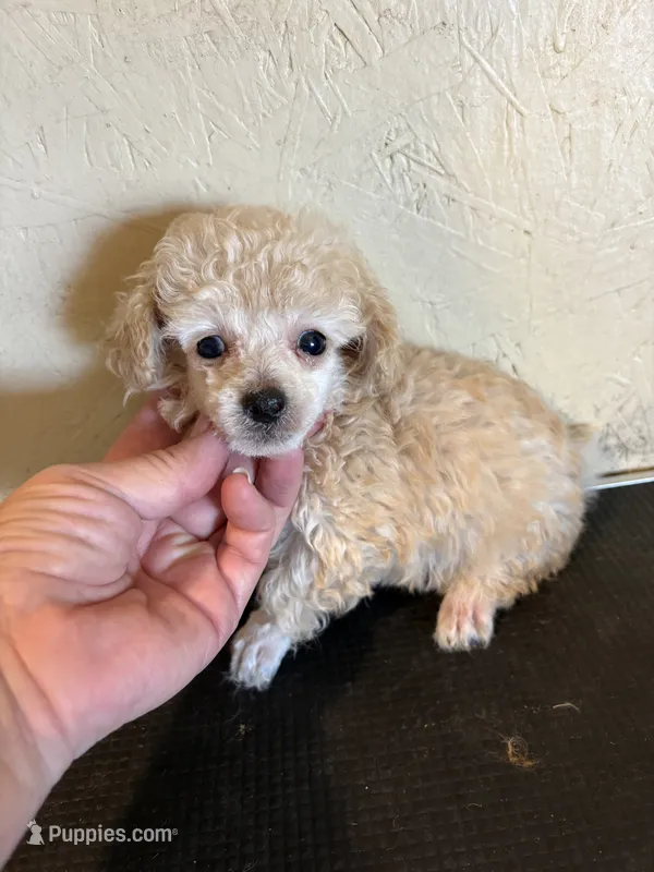 Pape’ – Poodle - Toy  puppy for sale in Saint Hedwig, TX