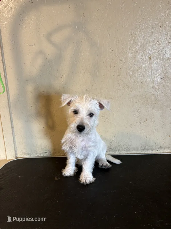 Sadie  – West Highland White Terrier puppy for sale in Saint Hedwig, TX