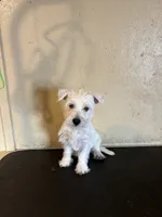 Sadie , a female West Highland White Terrier for sale in Saint Hedwig, TX – 1 of 4