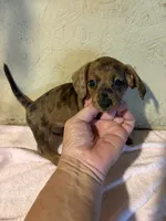 Red shorthair, a female Miniature Dachshund for sale in Saint Hedwig, TX – 1 of 5