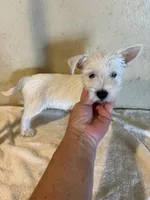 Dudley , a male West Highland White Terrier for sale in Saint Hedwig, TX – 6 of 7
