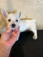Tia, a female West Highland White Terrier for sale in Saint Hedwig, TX – 3 of 4