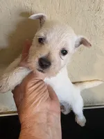 Winston, a male West Highland White Terrier for sale in Saint Hedwig, TX – 2 of 5