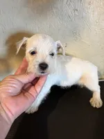 Dudley , a male West Highland White Terrier for sale in Saint Hedwig, TX – 3 of 3