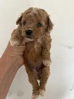 AKC Betty Boop, a female Poodle - Toy  for sale in Saint Hedwig, TX – 1 of 1