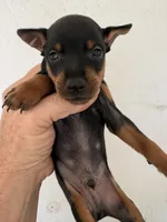 Jack, a male Miniature Pinscher for sale in Saint Hedwig, TX – 1 of 2