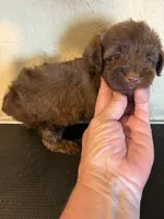 Fluffy, a male Yorkipoo for sale in Saint Hedwig, TX – 2 of 4