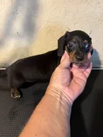 Black with brindle , a male Miniature Dachshund for sale in Saint Hedwig, TX – 2 of 3