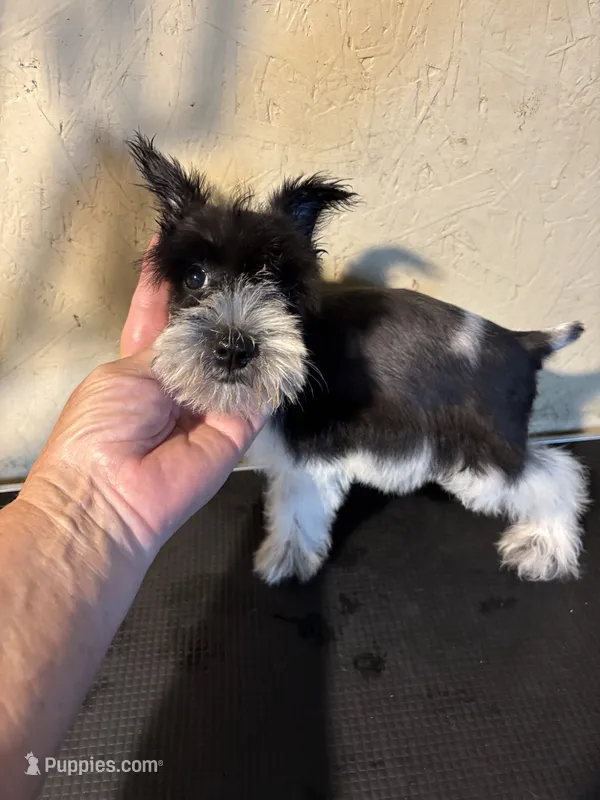 Party – Miniature Schnauzer puppy for sale in Saint Hedwig, TX