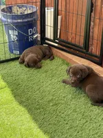 Piper, a female Labrador Retriever for sale in Temecula, CA – 9 of 10