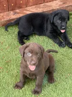 Piper, a female Labrador Retriever for sale in Temecula, CA – 2 of 10