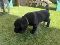 Blue Cleo, a female Labrador Retriever for sale in Temecula, CA – 5 of 6