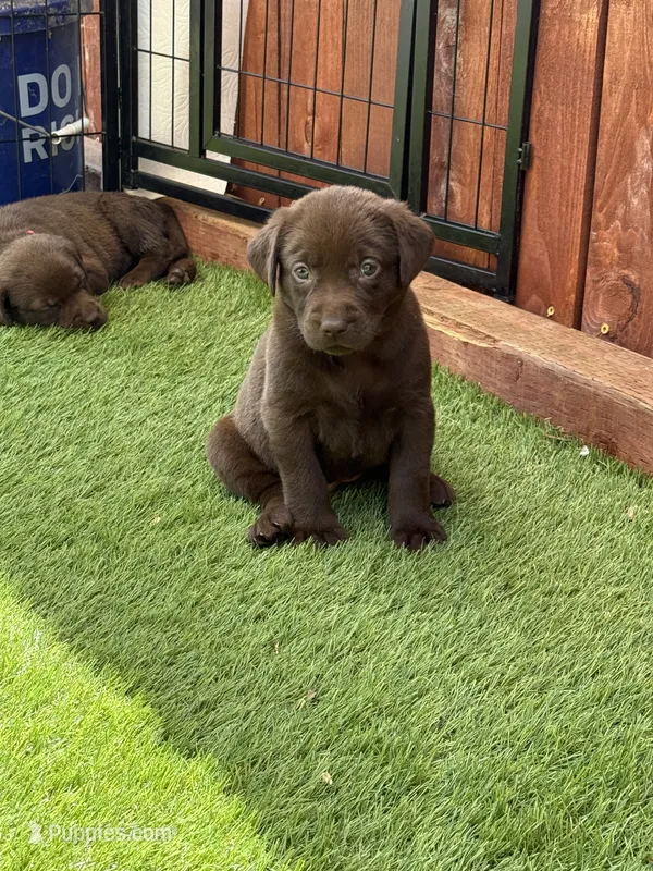 Piper – Labrador Retriever puppy for sale in Temecula, CA